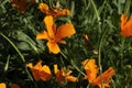 Orange flowers of a California poppy or golden poppy (eschscholzia californica) Royalty Free Stock Photo
