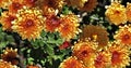 Orange Flowers(Chrysanthemum) Royalty Free Stock Photo