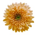 Orange  flowers  chrysanthemum. white  isolated background with clipping path. Closeup no shadows. For design. Royalty Free Stock Photo