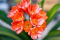 Orange flowers of clivia blossoming in the garden on summer day. Close-up on clivia miniata. Common names are Natal lily or bush Royalty Free Stock Photo