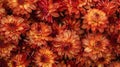 Orange flowers clustered together Royalty Free Stock Photo