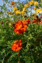 Orange flowers of cosmos sulphureus against the background of fading inflorescences of calendula. Floriculture Royalty Free Stock Photo