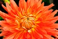 Orange flowers dahlia closeup Royalty Free Stock Photo