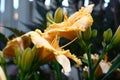 Orange flowers of a day lily. Royalty Free Stock Photo