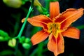 Orange flowers are daylilies or Hemerocallis Royalty Free Stock Photo