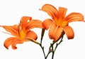 Orange flowers of daylily (Hemerocallis fulva) close up Royalty Free Stock Photo