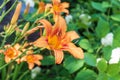 Orange flowers of the daylily in the summer garden, Hemerocallis. Royalty Free Stock Photo