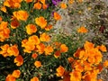 Orange flowers Eschscholzia california