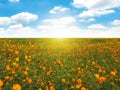 Orange flowers in the field on blue sky background.