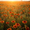 Orange Flowers Field at Sunset Royalty Free Stock Photo