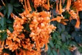 Orange flowers fire cracker vine, Flame flower, Flame vine, Orange trumpet Royalty Free Stock Photo