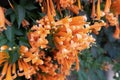 Orange flowers fire cracker vine, Flame flower, Flame vine, Orange trumpet Royalty Free Stock Photo