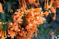 Orange flowers fire cracker vine, Flame flower, Flame vine, Orange trumpet Royalty Free Stock Photo