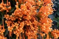 Orange flowers fire cracker vine, Flame flower, Flame vine, Orange trumpet Royalty Free Stock Photo