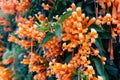 Orange flowers fire cracker vine, Flame flower, Flame vine, Orange trumpet Royalty Free Stock Photo