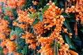 Orange flowers fire cracker vine, Flame flower, Flame vine, Orange trumpet Royalty Free Stock Photo