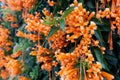 Orange flowers fire cracker vine, Flame flower, Flame vine, Orange trumpet Royalty Free Stock Photo