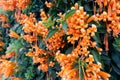 Orange flowers fire cracker vine, Flame flower, Flame vine, Orange trumpet Royalty Free Stock Photo