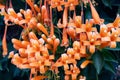Orange flowers fire cracker vine, Flame flower, Flame vine, Orange trumpet Royalty Free Stock Photo