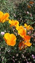Orange flowers on flowerbed. Bright flowers