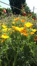 Orange flowers on flowerbed. Bright flowers