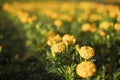 Orange flowers in a flowerbed. Many of the same plants