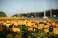 Orange flowers in a flowerbed. Many of the same plants