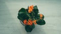 Orange flowers flowerpot on a wooden rack