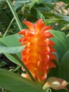 Orange flowers in the forest