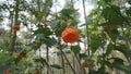 Orange flowers in the forest 0865