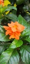 orange flowers with fresh green leaves in a very pretty garden Royalty Free Stock Photo