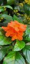 orange flowers with fresh green leaves in a very pretty garden Royalty Free Stock Photo