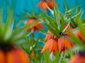 Orange flowers of Fritillaria imperialis in the spring garden. Imperial grouse or Kaiser`s crown flowers. Beautiful spring-summer