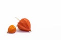 Orange flowers and fruits of physalis on a white background. Side view. Place for text Royalty Free Stock Photo