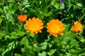 Orange flowers in garden - Calendula Royalty Free Stock Photo