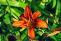 Orange flowers in the garden, close-up. Hemerocallis fulva, the orange day-lily