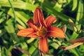 Orange flowers in the garden, close-up. Hemerocallis fulva, the orange day-lily