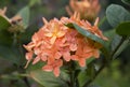 Orange flowers in the garden. Closeup photo of blooming orange Ixora. Royalty Free Stock Photo