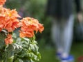 Orange flowers in a garden. Royalty Free Stock Photo