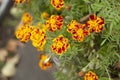 Orange flowers in garden. Plants in park. Small petals