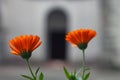 Orange flowers in a garden with vibrant colors Royalty Free Stock Photo