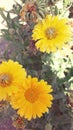 Orange flowers in the garden