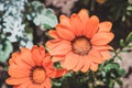 Orange flowers of gazania or african daisy Royalty Free Stock Photo