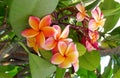 Orange flowers on the green bush