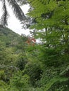 Orange flowers and green ferns