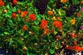 Orange flowers and green leaves with purple bush like plant