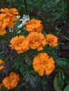 Orange flowers among green-purple leaves