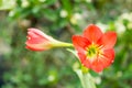 Orange flowers Hippeastrum or Amaryllis in nature home garden background, Amaryllidaceae, blossom flowers Amaryllis or