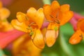 Orange flowers Honeysuckle Brown Royalty Free Stock Photo