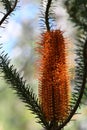 Orange flowers of an inflorescence of the Australian native Heath Banksia, Banksia ericifolia, family Proteaceae